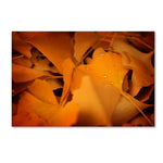 Trademark Fine Art ''Divine Pearls'' by Philippe Sainte-Laudy 30" x 47" Canvas Art (PSL0426-C3047GG)