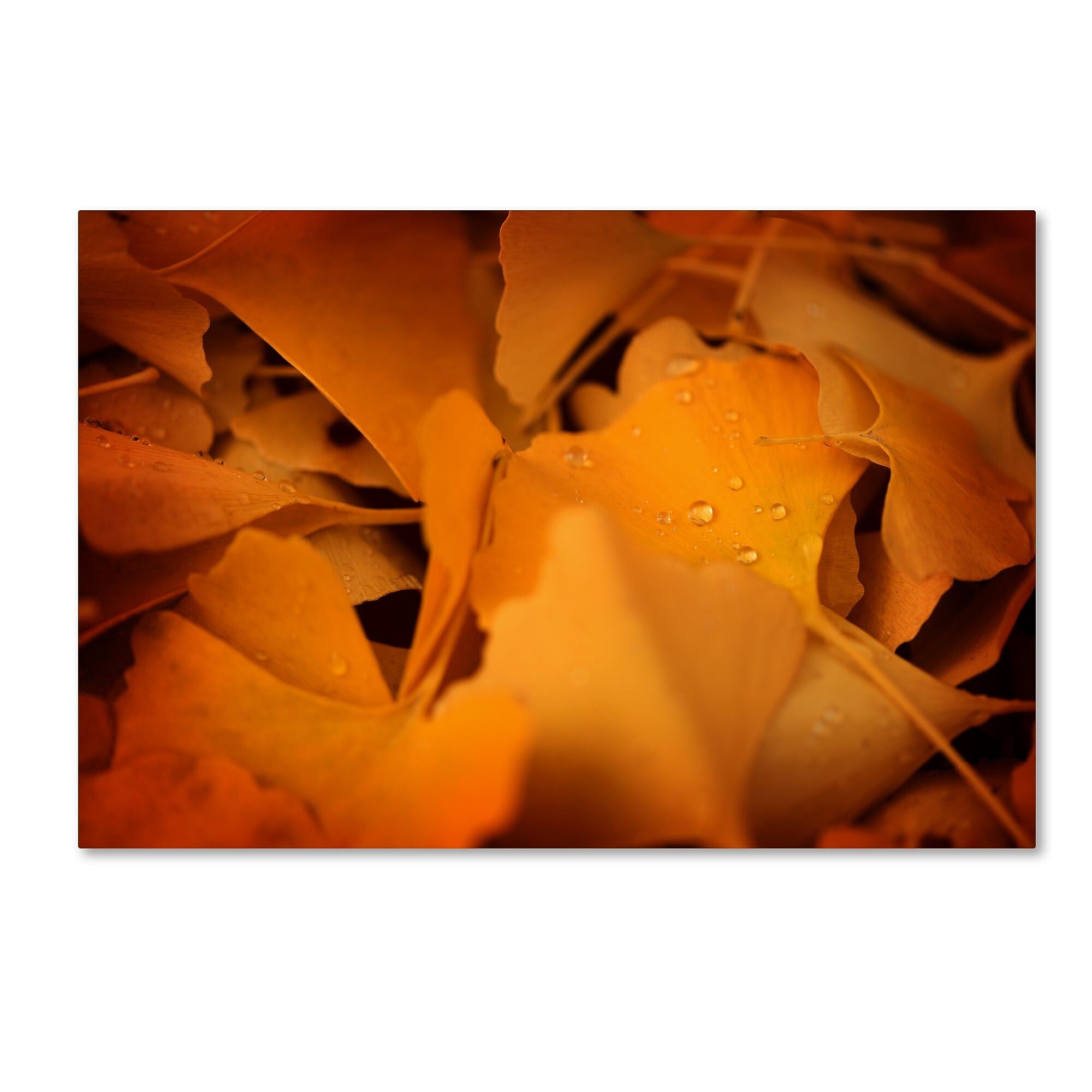 Trademark Fine Art ''Divine Pearls'' by Philippe Sainte-Laudy 30" x 47" Canvas Art (PSL0426-C3047GG)