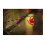 Trademark Fine Art ''Don't Give Up'' by Philippe Sainte-Laudy 30" x 47" Canvas Art (PSL0427-C3047GG)