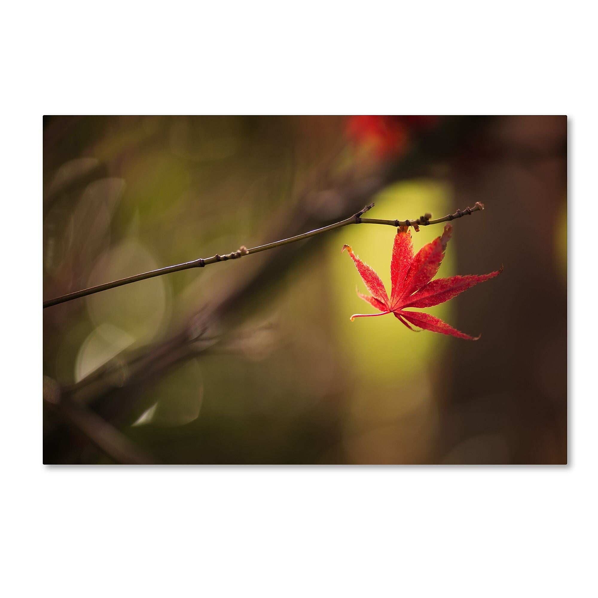 Trademark Fine Art ''Don't Give Up'' by Philippe Sainte-Laudy 30" x 47" Canvas Art (PSL0427-C3047GG)