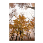 Trademark Fine Art ''Foggy Days'' by Philippe Sainte-Laudy 30" x 47" Canvas Art (PSL0428-C3047GG)