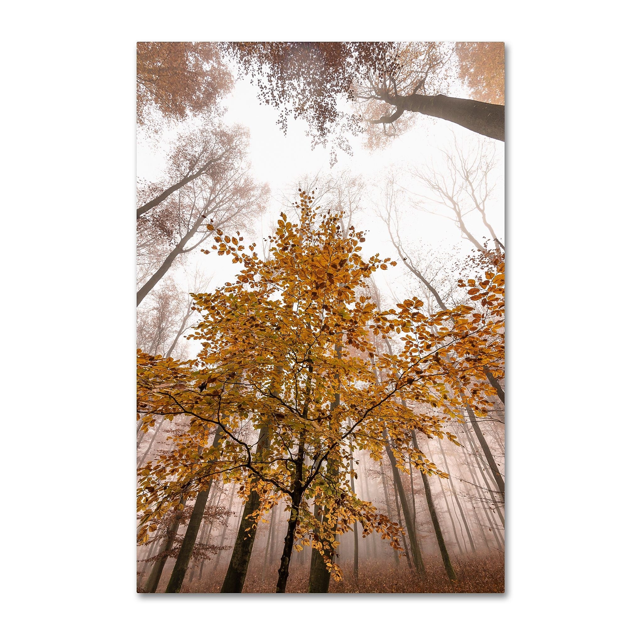 Trademark Fine Art ''Foggy Days'' by Philippe Sainte-Laudy 30" x 47" Canvas Art (PSL0428-C3047GG)