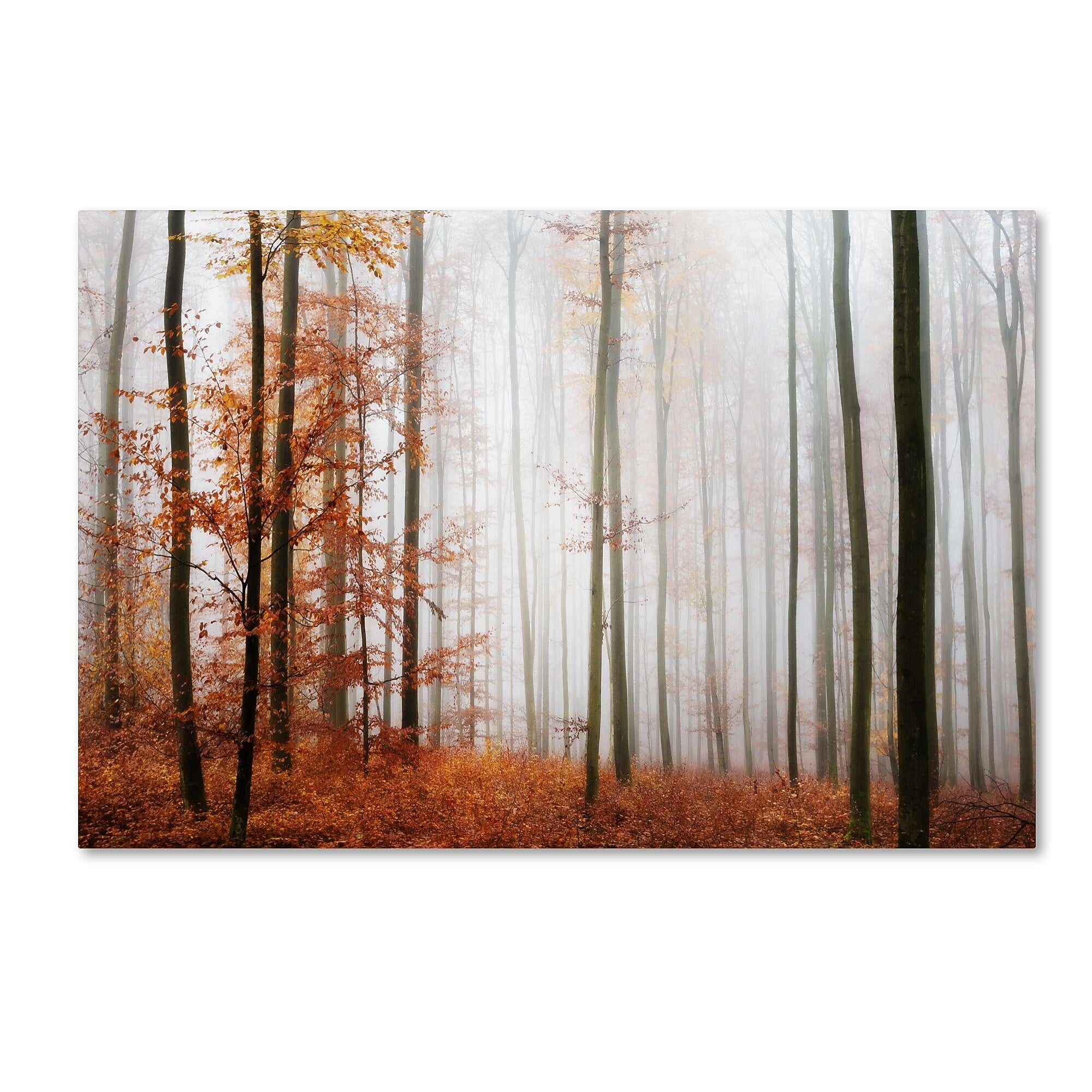 Trademark Fine Art ''Forest Corner'' by Philippe Sainte-Laudy 12" x 19" Canvas Art (PSL0429-C1219GG)
