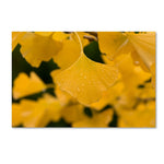 Trademark Fine Art ''Ginkgo in the Rain'' by Philippe Sainte-Laudy 12" x 19" Canvas Art (PSL0431-C1219GG)