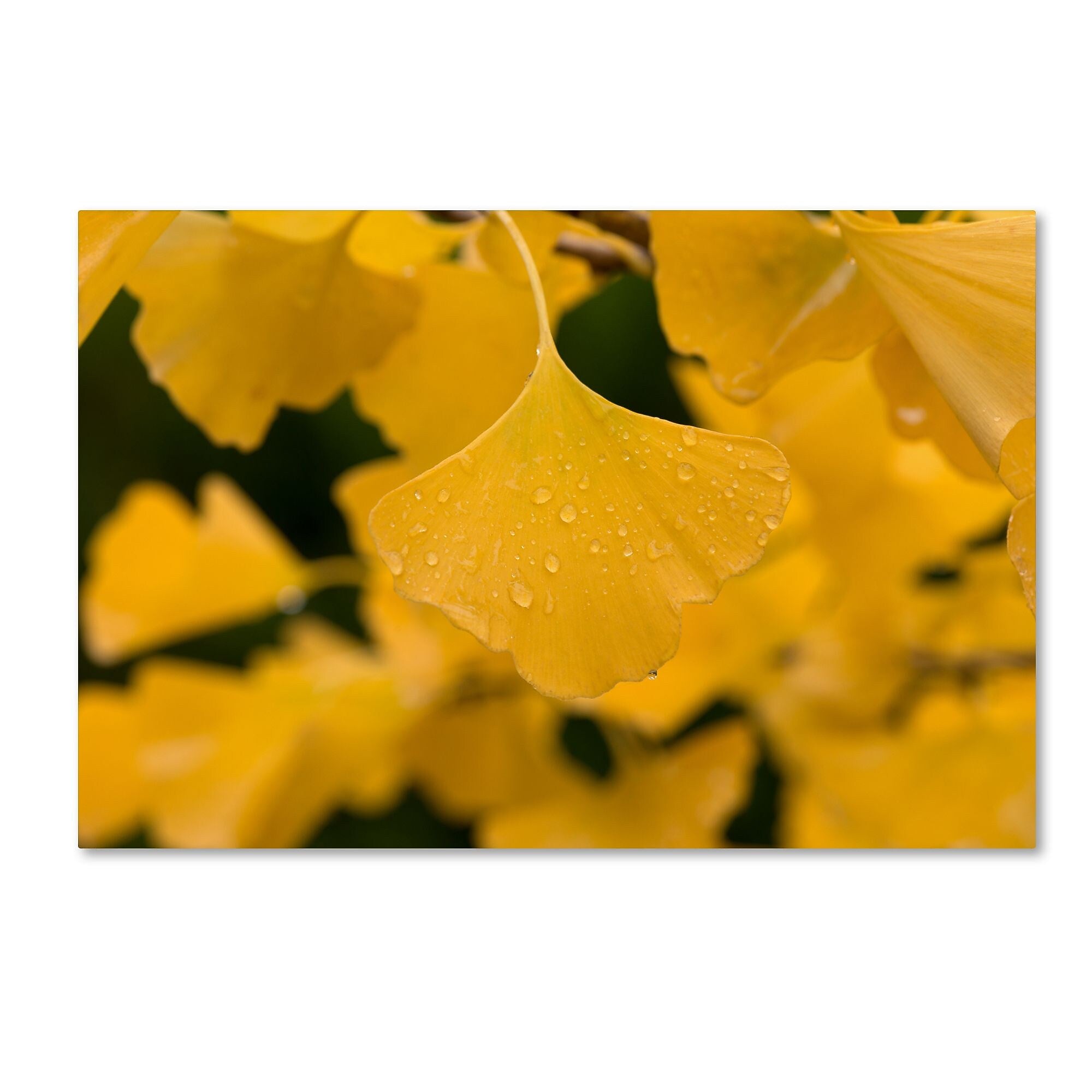 Trademark Fine Art ''Ginkgo in the Rain'' by Philippe Sainte-Laudy 12" x 19" Canvas Art (PSL0431-C1219GG)