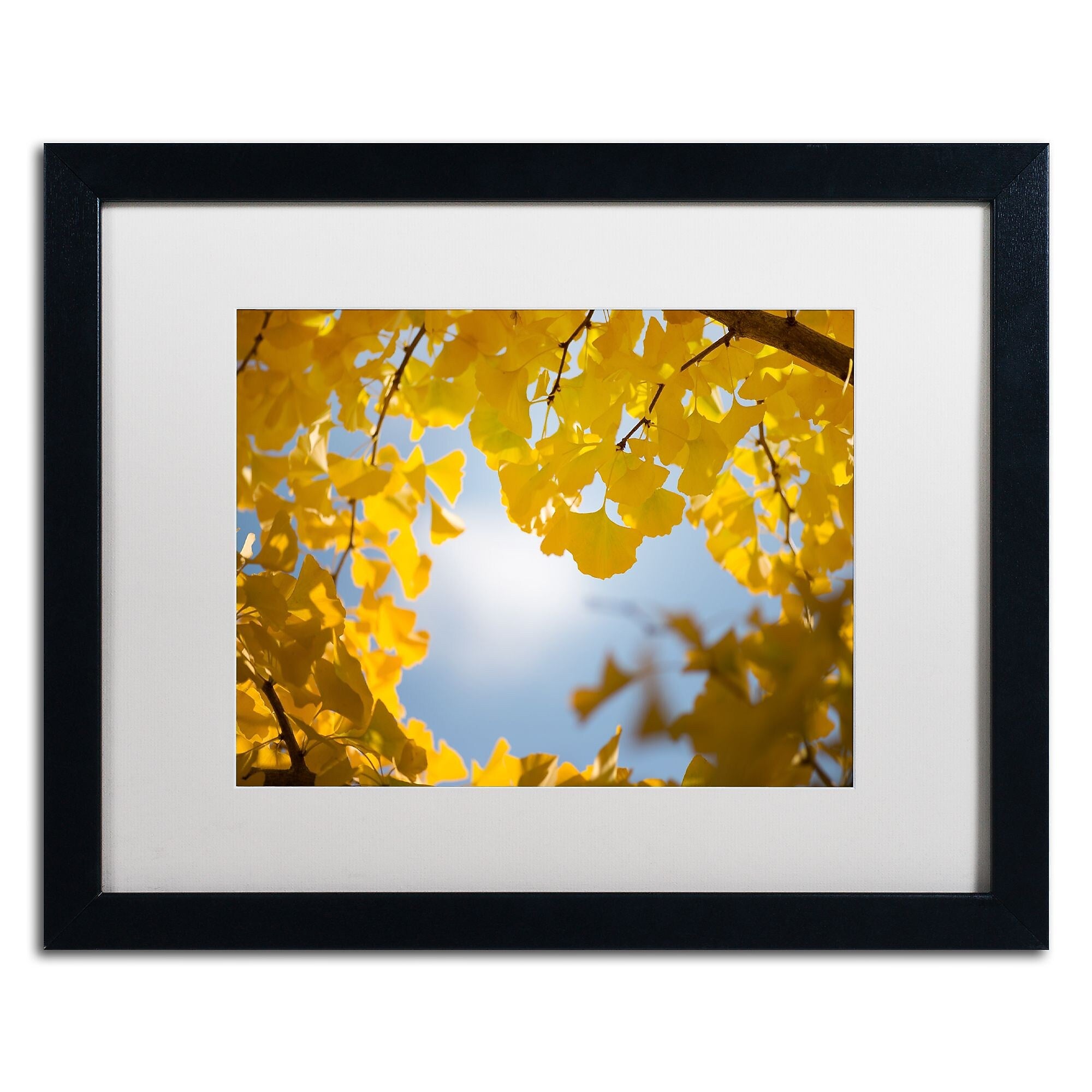 Trademark Fine Art ''Ginkgo Leaves in Autumn'' by Philippe Sainte-Laudy 16" x 20" White Matted Black Frame (PSL0432-B1620MF)