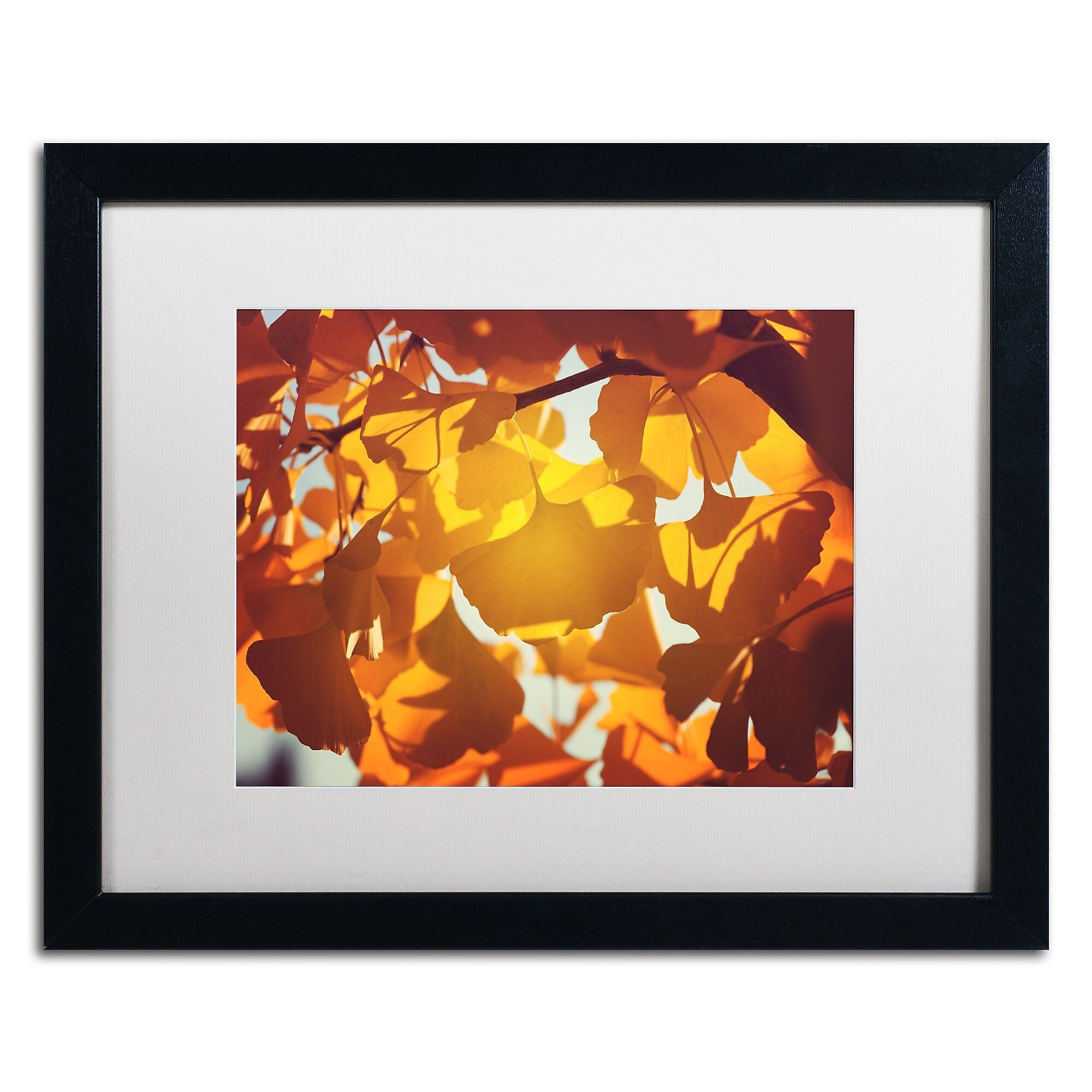 Trademark Fine Art ''Ginkgo Leaves'' by Philippe Sainte-Laudy 16" x 20" White Matted Black Frame (PSL0433-B1620MF)