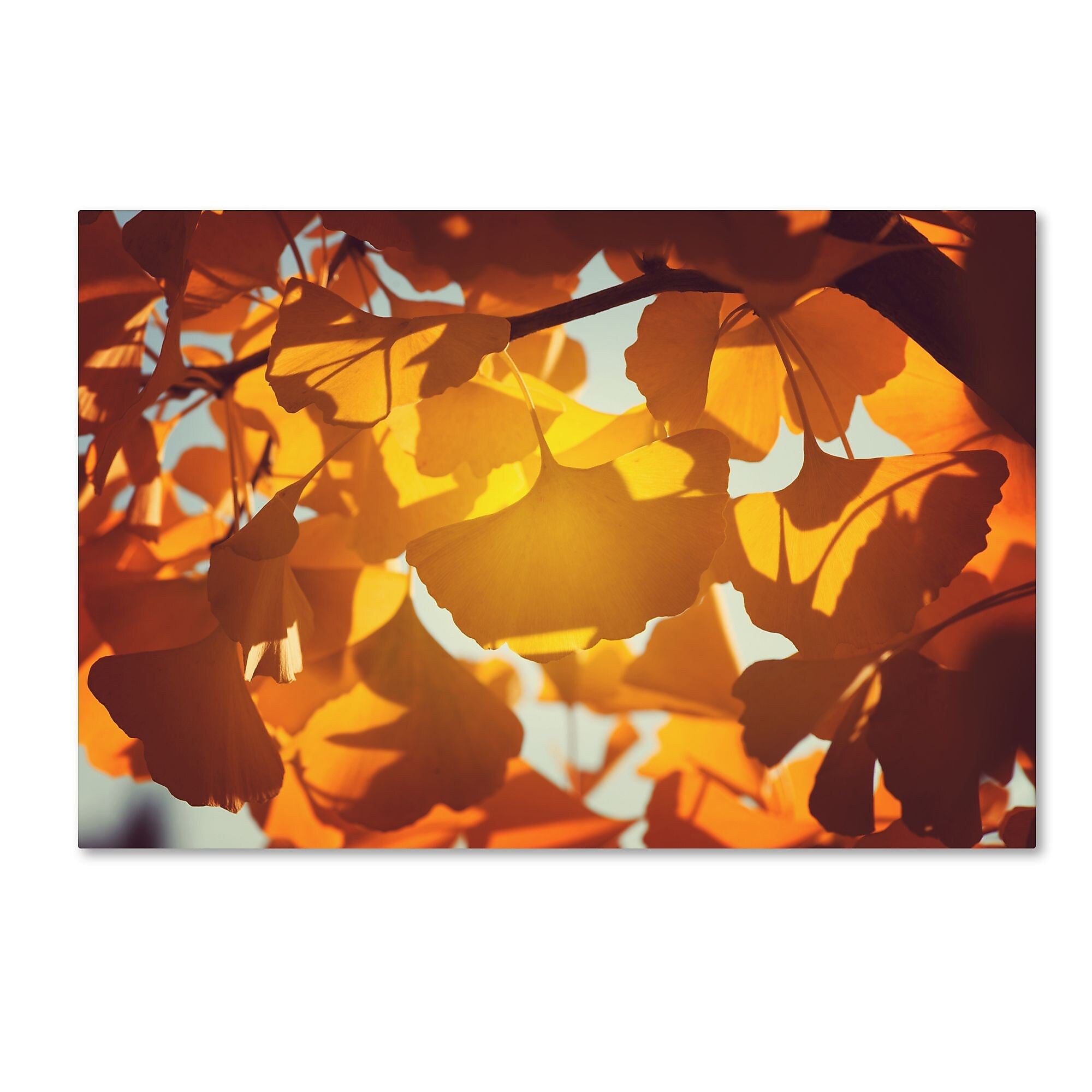 Trademark Fine Art ''Ginkgo Leaves'' by Philippe Sainte-Laudy 12" x 19" Canvas Art (PSL0433-C1219GG)