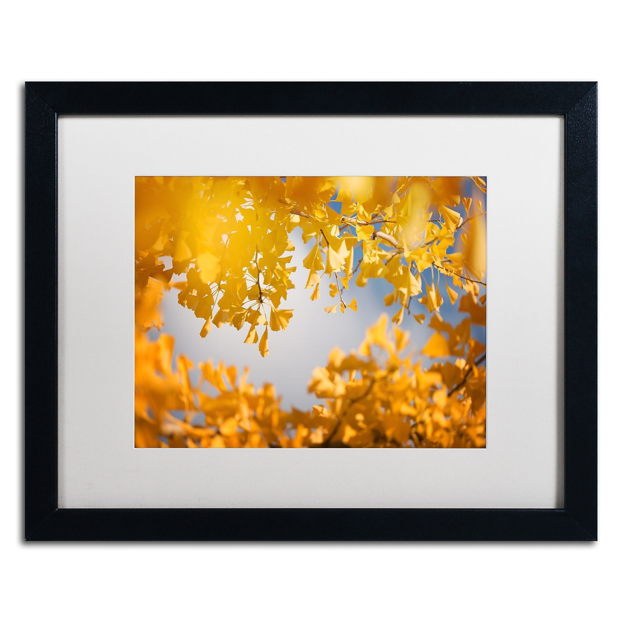 Trademark Fine Art ''Ginkgophytes'' by Philippe Sainte-Laudy 16" x 20" White Matted Black Frame (PSL0434-B1620MF)