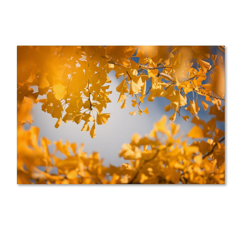 Trademark Fine Art ''Ginkgophytes'' by Philippe Sainte-Laudy 30" x 47" Canvas Art (PSL0434-C3047GG)