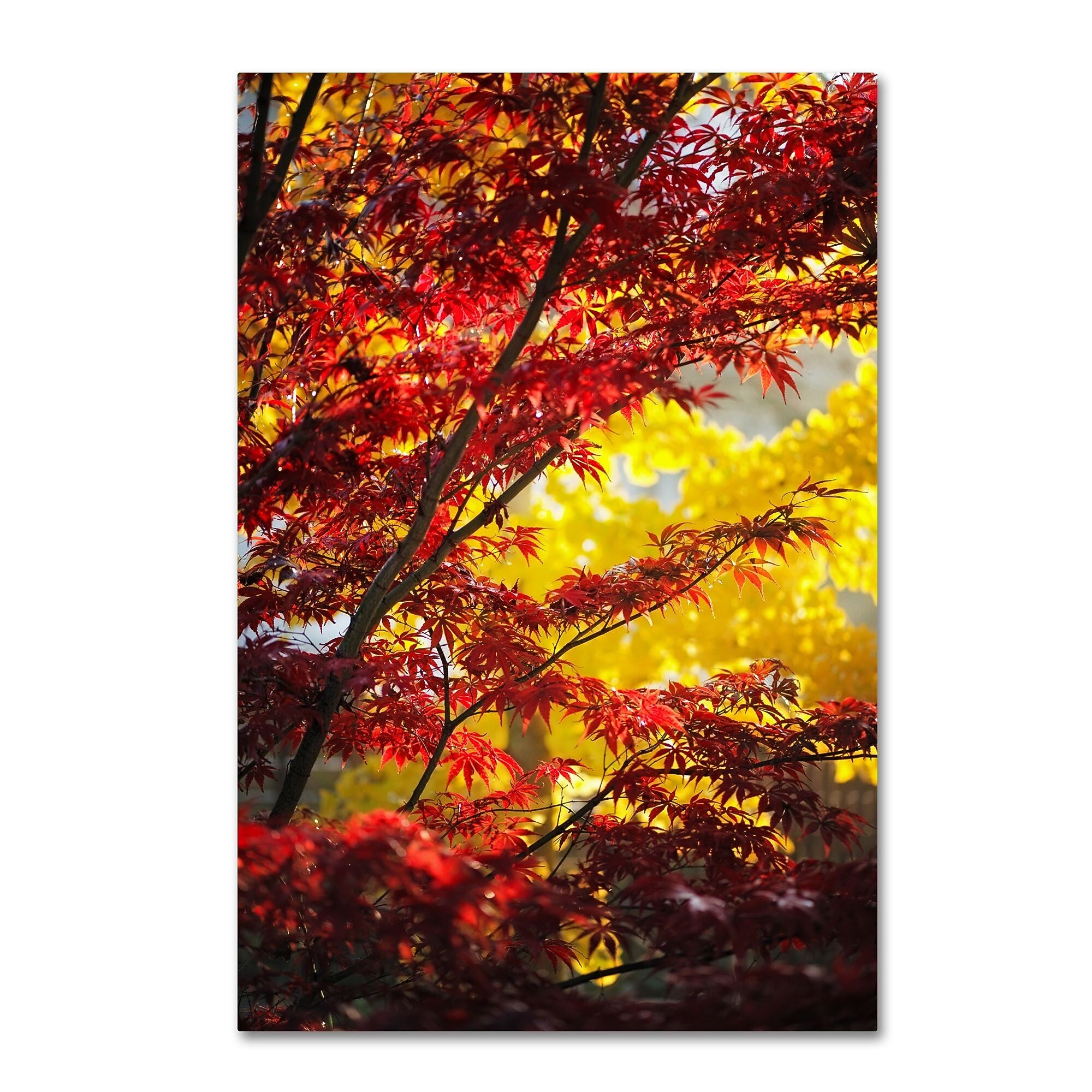 Trademark Fine Art ''I Believe'' by Philippe Sainte-Laudy 12" x 19" Canvas Art (PSL0435-C1219GG)