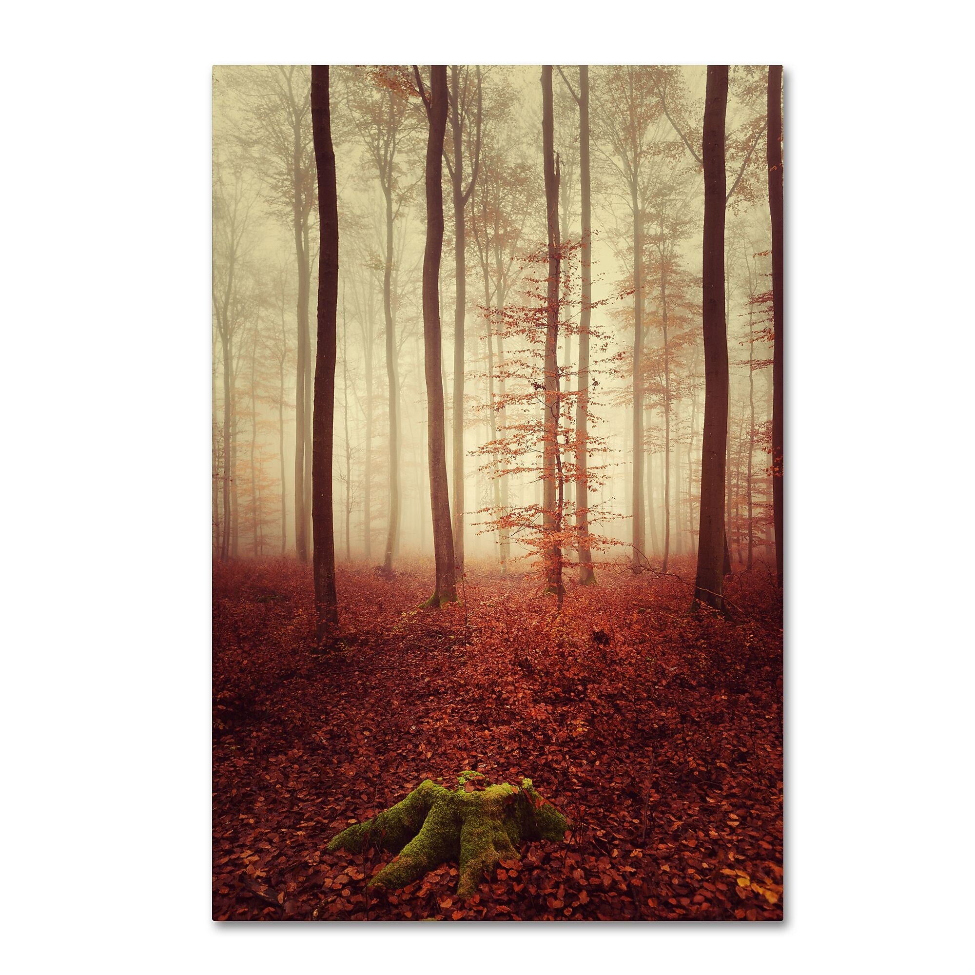 Trademark Fine Art ''Land of the Free'' by Philippe Sainte-Laudy 12" x 19" Canvas Art (PSL0436-C1219GG)