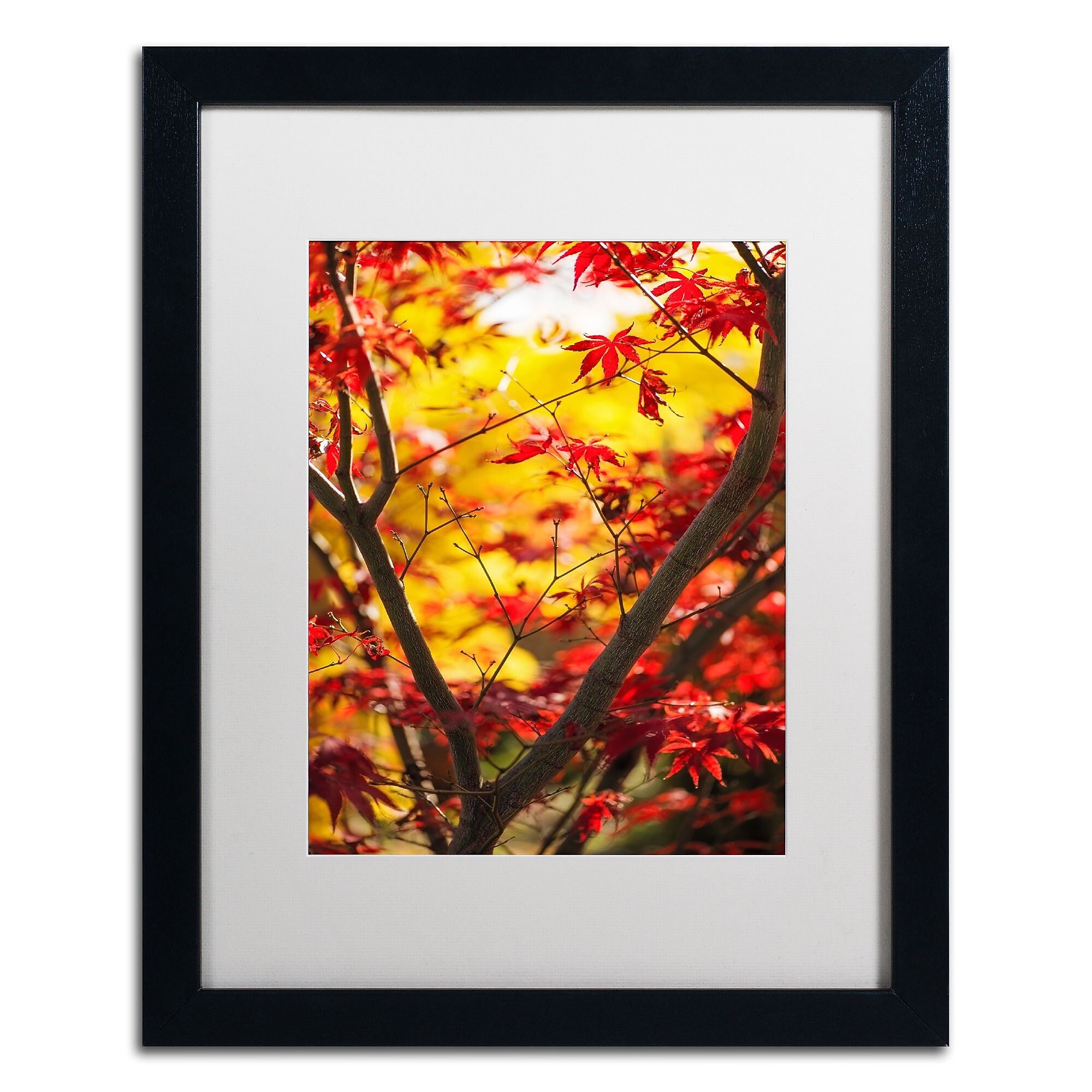 Trademark Fine Art ''Morning Jive'' by Philippe Sainte-Laudy 16" x 20" White Matted Black Frame (PSL0439-B1620MF)