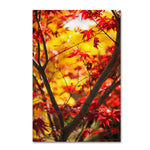 Trademark Fine Art ''Morning Jive'' by Philippe Sainte-Laudy 12" x 19" Canvas Art (PSL0439-C1219GG)