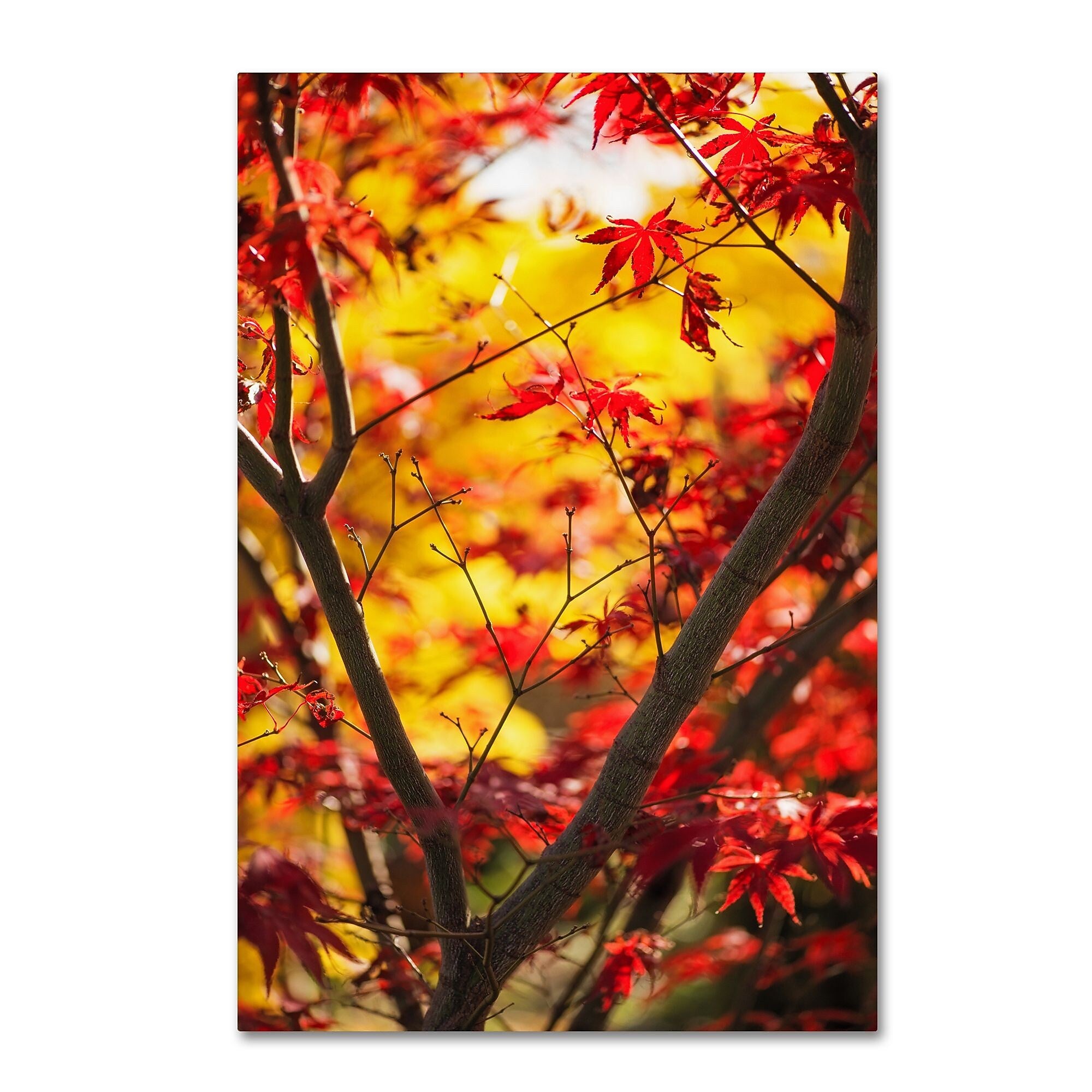 Trademark Fine Art ''Morning Jive'' by Philippe Sainte-Laudy 12" x 19" Canvas Art (PSL0439-C1219GG)