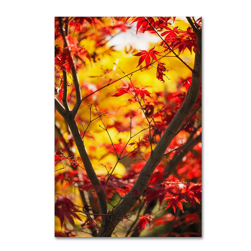 Trademark Fine Art ''Morning Jive'' by Philippe Sainte-Laudy 12" x 19" Canvas Art (PSL0439-C1219GG)