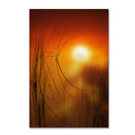 Trademark Fine Art ''Nature Time Machine'' by Philippe Sainte-Laudy 12" x 19" Canvas Art (PSL0440-C1219GG)