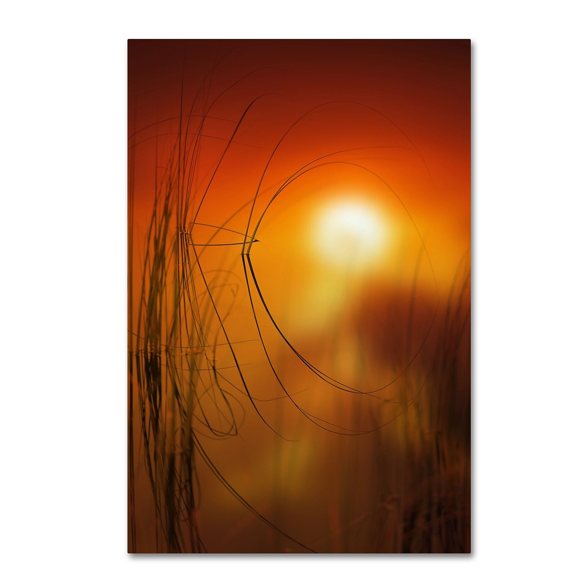 Trademark Fine Art ''Nature Time Machine'' by Philippe Sainte-Laudy 12" x 19" Canvas Art (PSL0440-C1219GG)