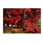 Trademark Fine Art ''October'' by Philippe Sainte-Laudy 30" x 47" Canvas Art (PSL0441-C3047GG)