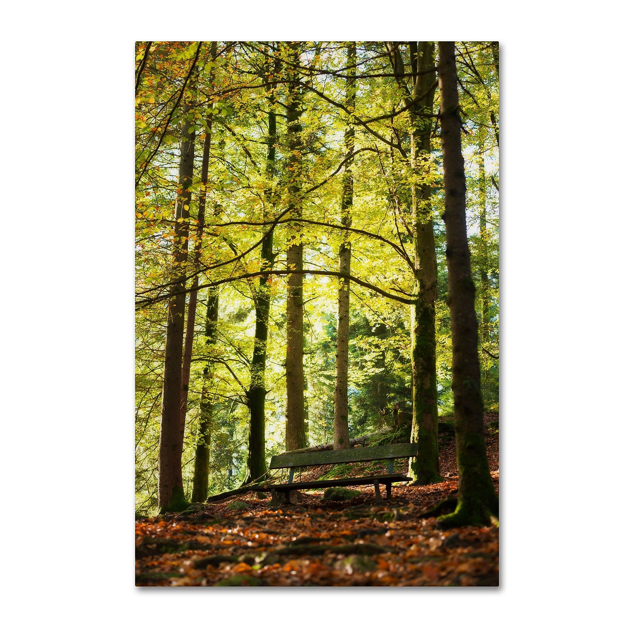 Trademark Fine Art ''Pause'' by Philippe Sainte-Laudy 12" x 19" Canvas Art (PSL0442-C1219GG)