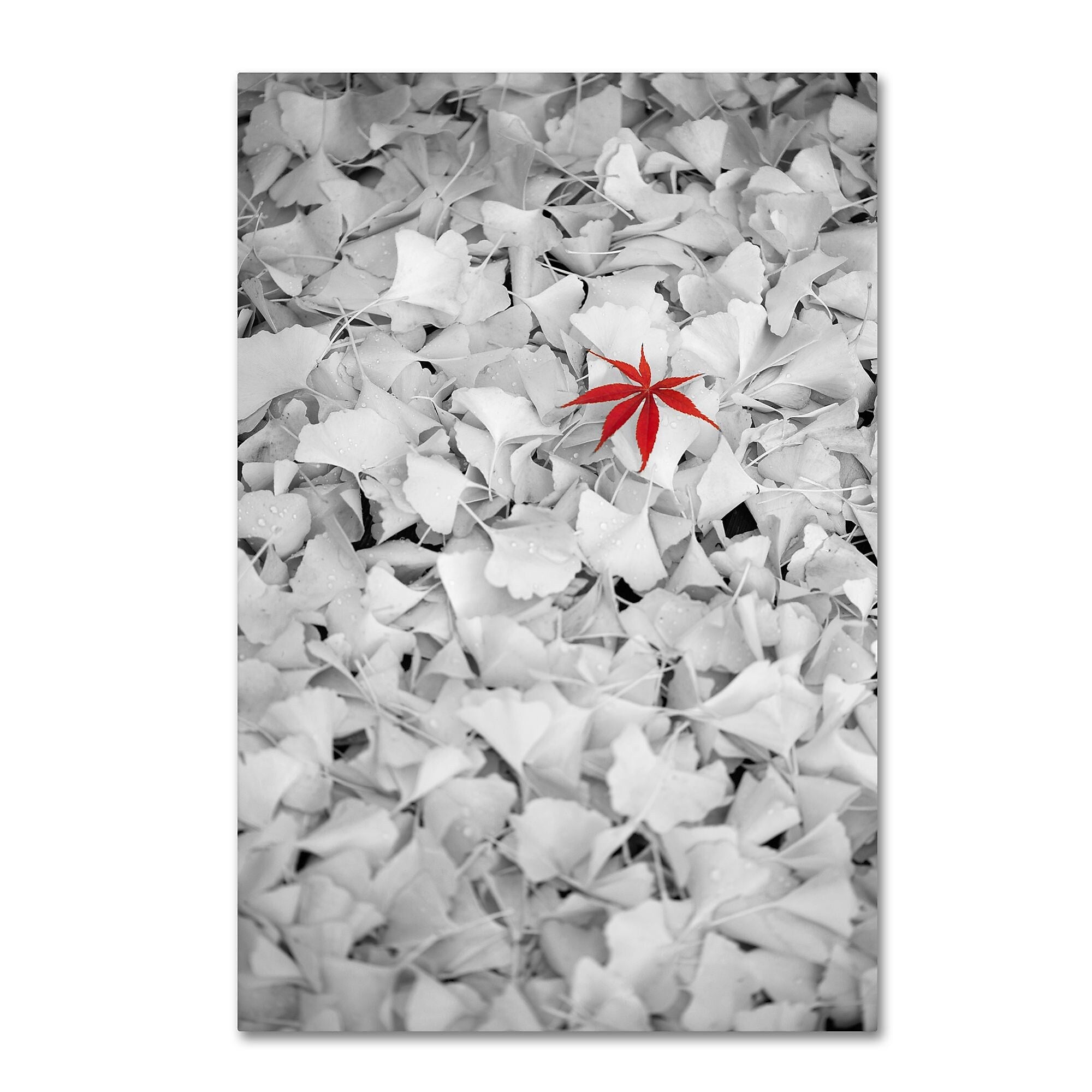 Trademark Fine Art ''Rebel Leaf'' by Philippe Sainte-Laudy 30" x 47" Canvas Art (PSL0443-C3047GG)
