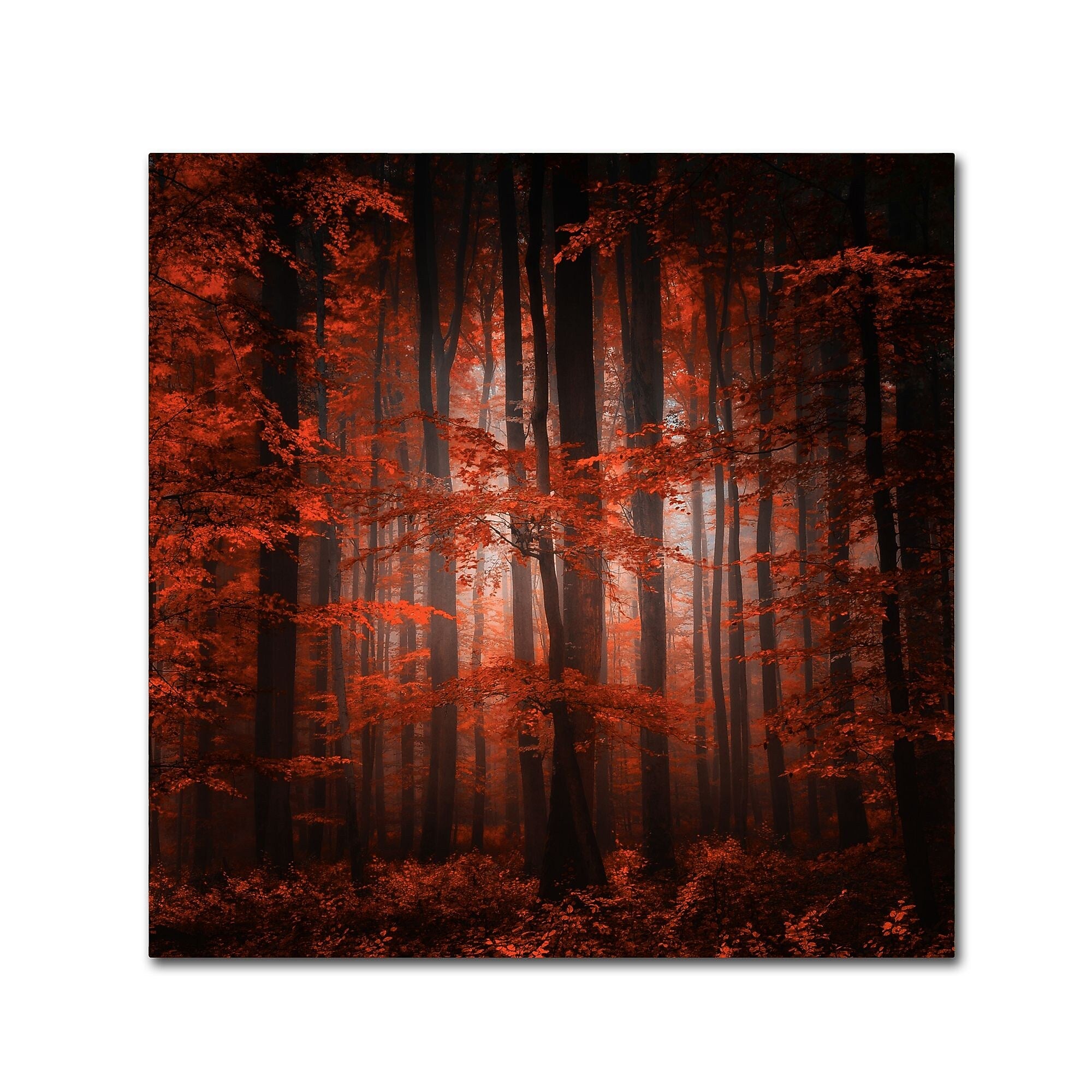 Trademark Fine Art ''Red Parallel Universe'' by Philippe Sainte-Laudy 18" x 18" Canvas Art (PSL0444-C1818GG)