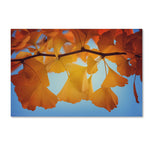 Trademark Fine Art ''Spiritual Food'' by Philippe Sainte-Laudy 30" x 47" Canvas Art (PSL0450-C3047GG)