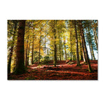 Trademark Fine Art ''The Autumn Bench'' by Philippe Sainte-Laudy 12" x 19" Canvas Art (PSL0451-C1219GG)