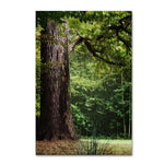 Trademark Fine Art ''The old Trunk'' by Philippe Sainte-Laudy 12" x 19" Canvas Art (PSL0454-C1219GG)