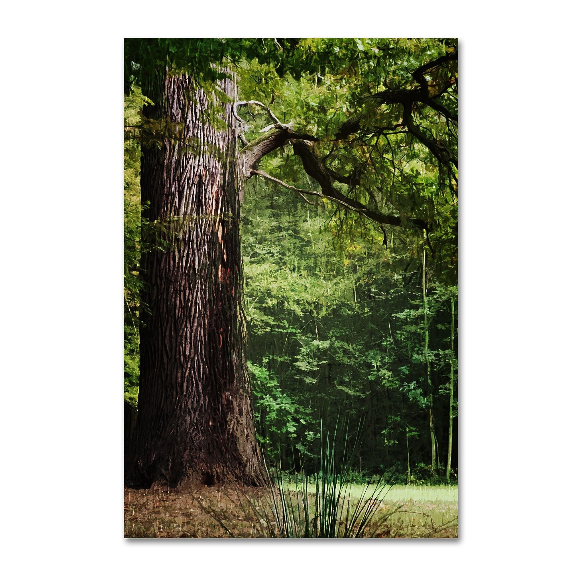 Trademark Fine Art ''The old Trunk'' by Philippe Sainte-Laudy 12" x 19" Canvas Art (PSL0454-C1219GG)
