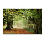 Trademark Fine Art ''Through the Woods'' by Philippe Sainte-Laudy 12" x 19" Canvas Art (PSL0456-C1219GG)