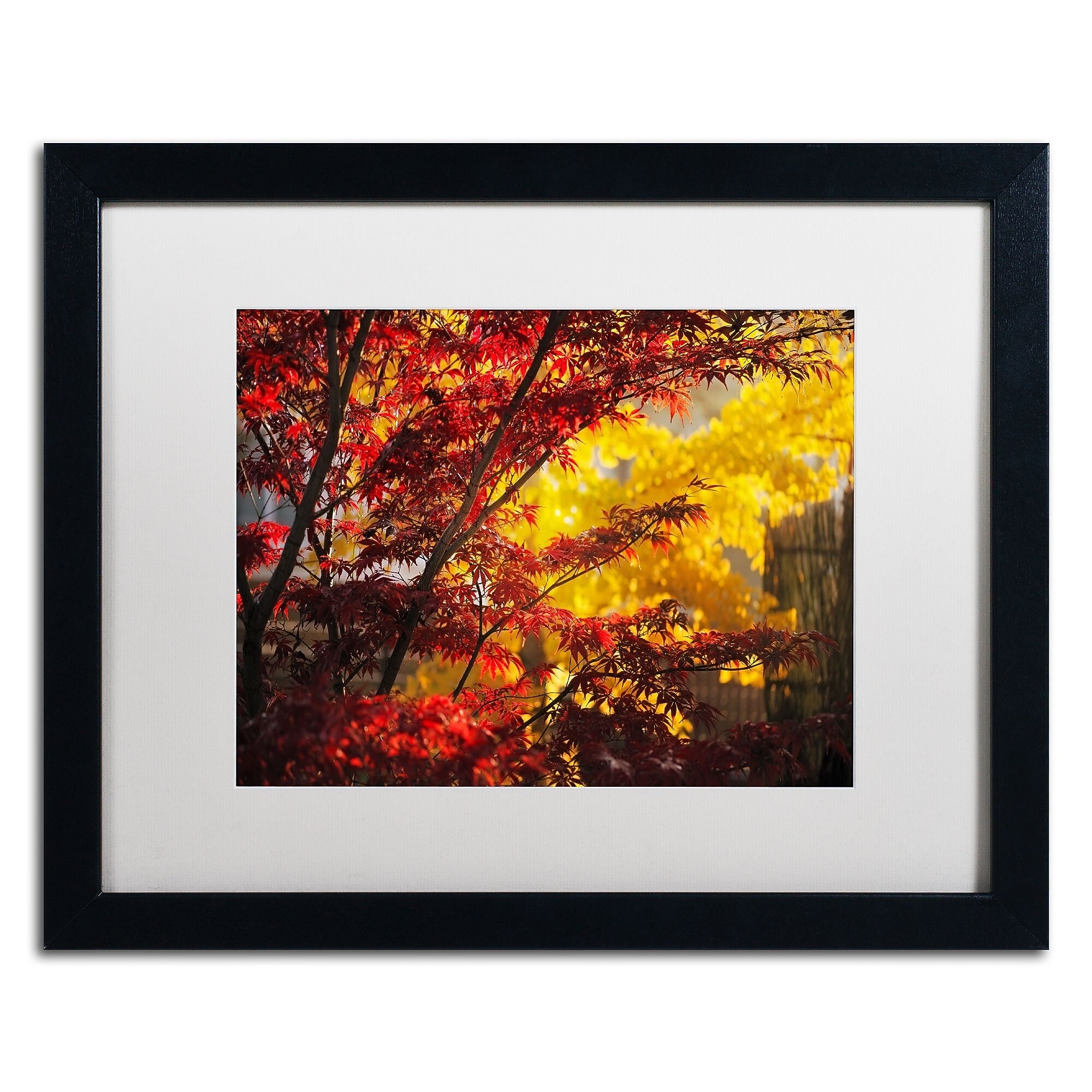 Trademark Fine Art ''Transits'' by Philippe Sainte-Laudy 16" x 20" White Matted Black Frame (PSL0458-B1620MF)