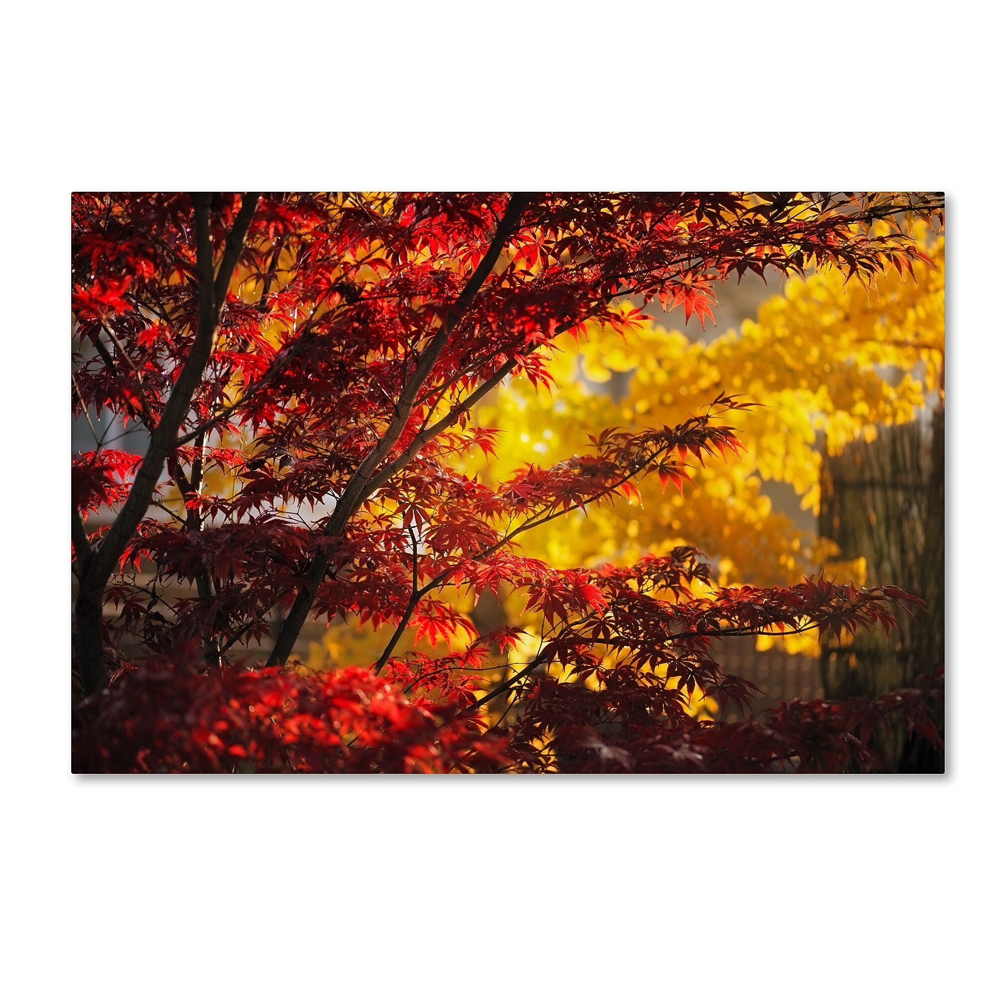 Trademark Fine Art ''Transits'' by Philippe Sainte-Laudy 12" x 19" Canvas Art (PSL0458-C1219GG)
