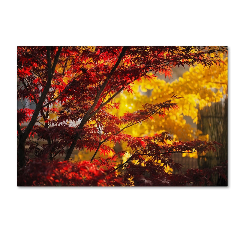 Trademark Fine Art ''Transits'' by Philippe Sainte-Laudy 12" x 19" Canvas Art (PSL0458-C1219GG)