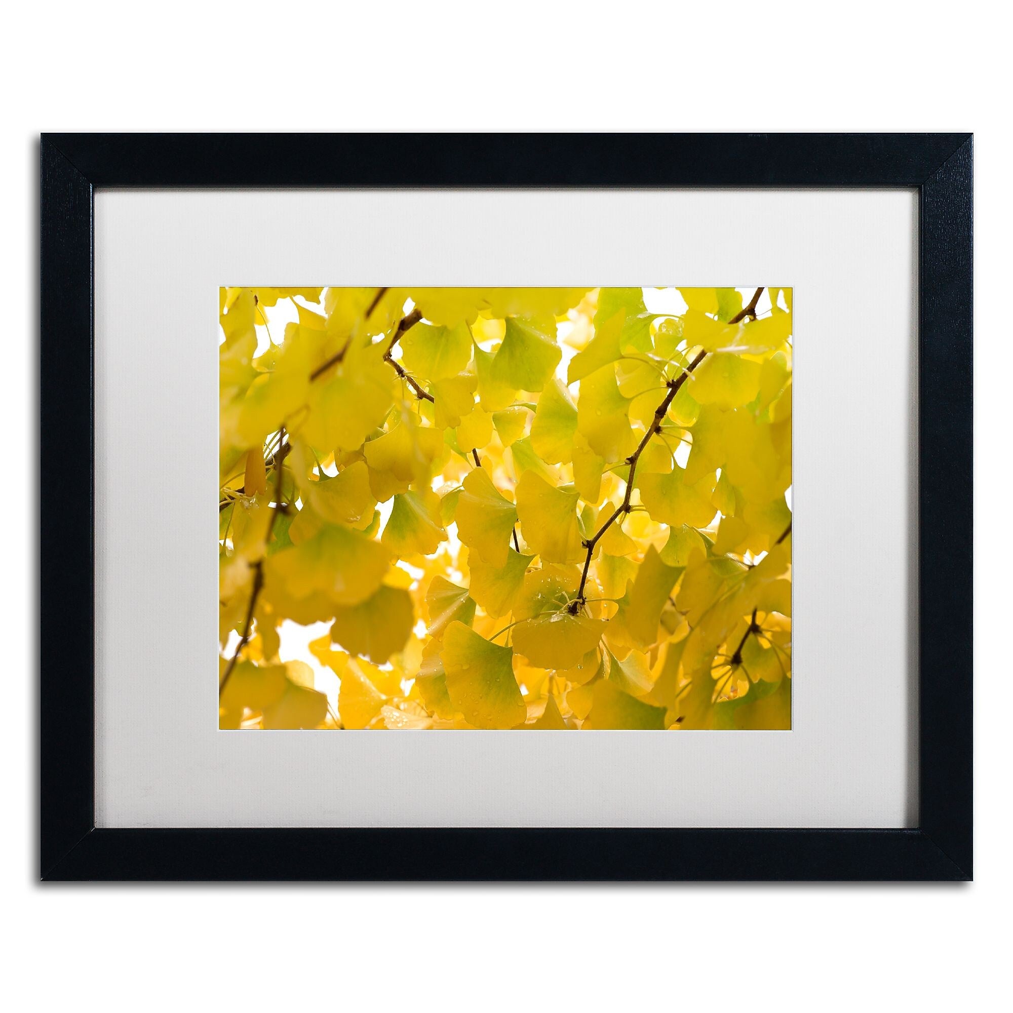 Trademark Fine Art ''Yellow Autumn'' by Philippe Sainte-Laudy 16" x 20" White Matted Black Frame (PSL0460-B1620MF)