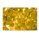 Trademark Fine Art ''Yellow Autumn'' by Philippe Sainte-Laudy 12" x 19" Canvas Art (PSL0460-C1219GG)
