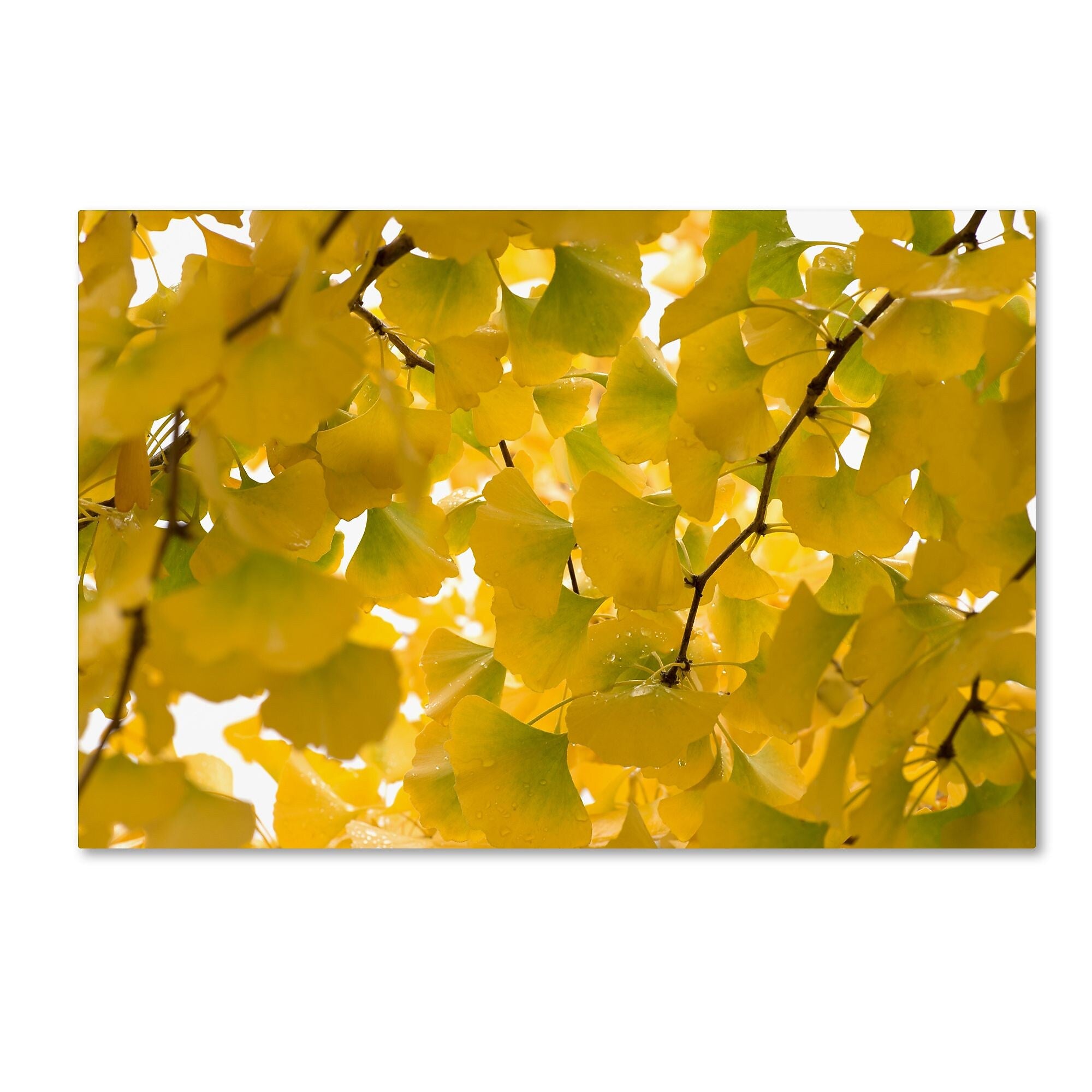 Trademark Fine Art ''Yellow Autumn'' by Philippe Sainte-Laudy 12" x 19" Canvas Art (PSL0460-C1219GG)