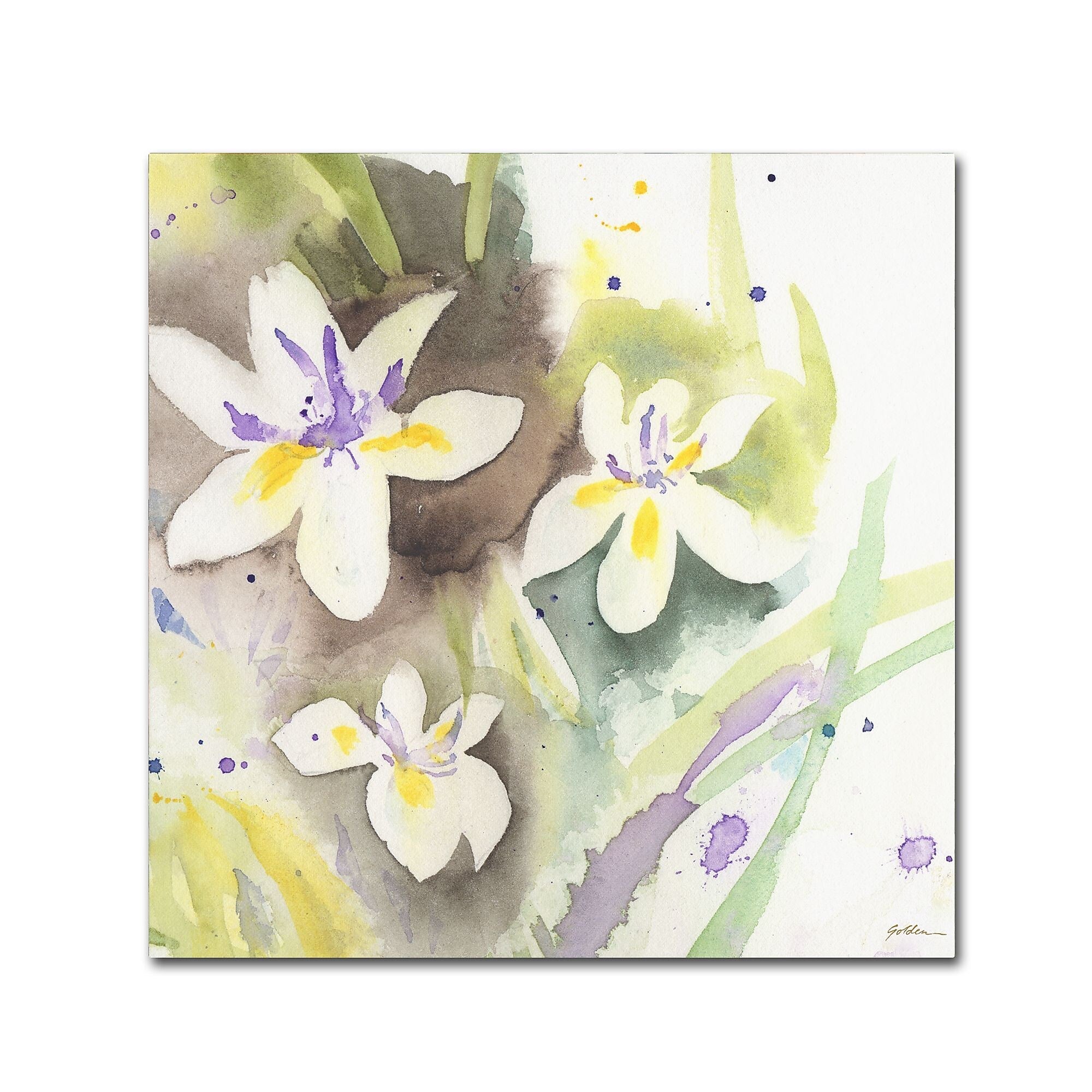 Trademark Fine Art ''White Iris'' by Sheila Golden 18" x 18" Canvas Art (SG5734-C1818GG)