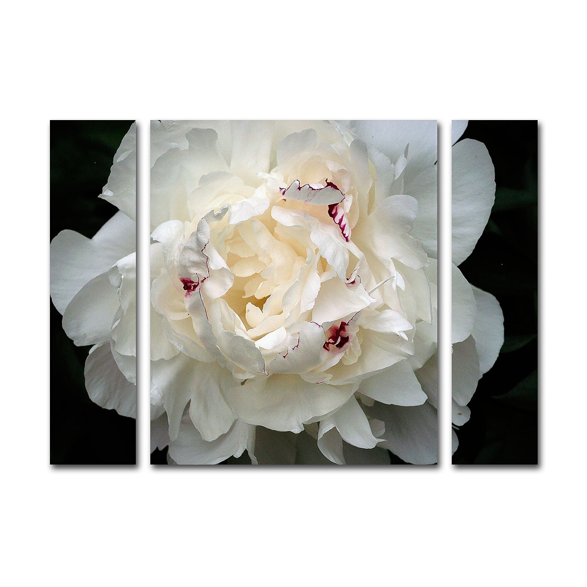 Trademark Fine Art ''Perfect Peony'' by Kurt Shaffer 30" x 41" Multi Panel Art Set (KS1-3PC-SET-LG)