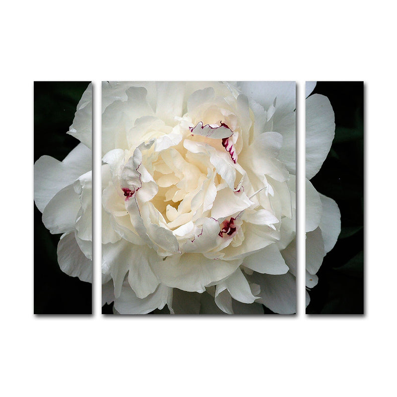 Trademark Fine Art ''Perfect Peony'' by Kurt Shaffer 30" x 41" Multi Panel Art Set (KS1-3PC-SET-LG)