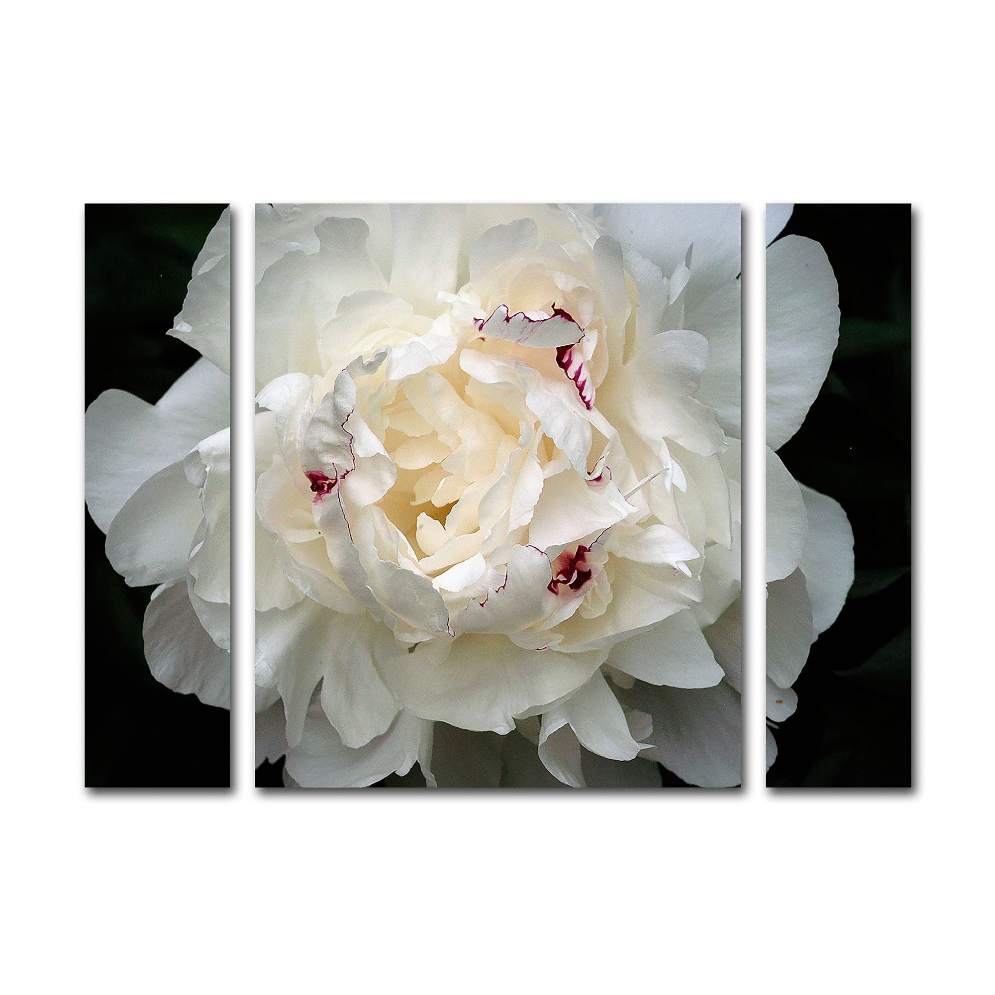Trademark Fine Art ''Perfect Peony'' by Kurt Shaffer 24" x 32" Multi Panel Art Set Small (KS1-3PC-SET-SM)