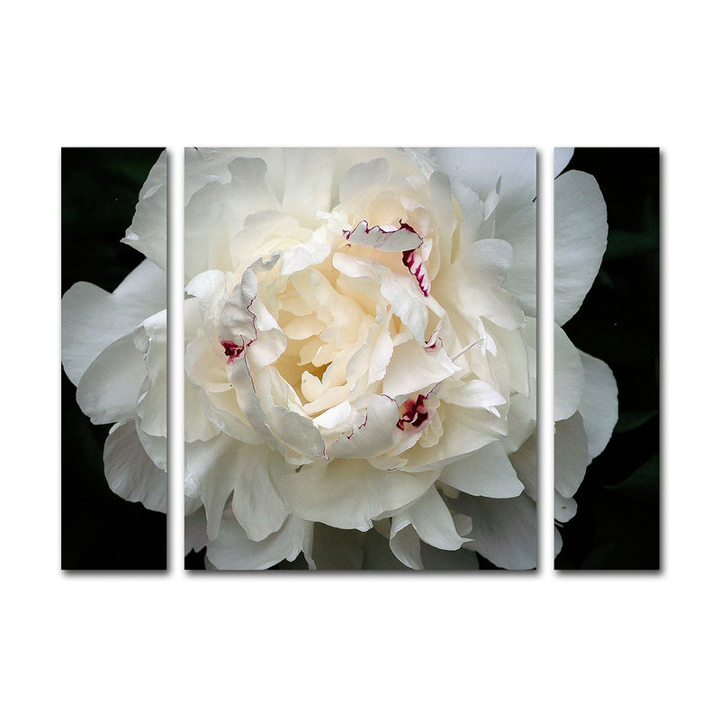Trademark Fine Art ''Perfect Peony'' by Kurt Shaffer 24" x 32" Multi Panel Art Set Small (KS1-3PC-SET-SM)