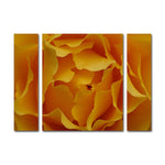 Trademark Fine Art ''Hypnotic Yellow Rose'' by Kurt Shaffer 24" x 32" Multi Panel Art Set Small (KS15-3PC-SET-SM)