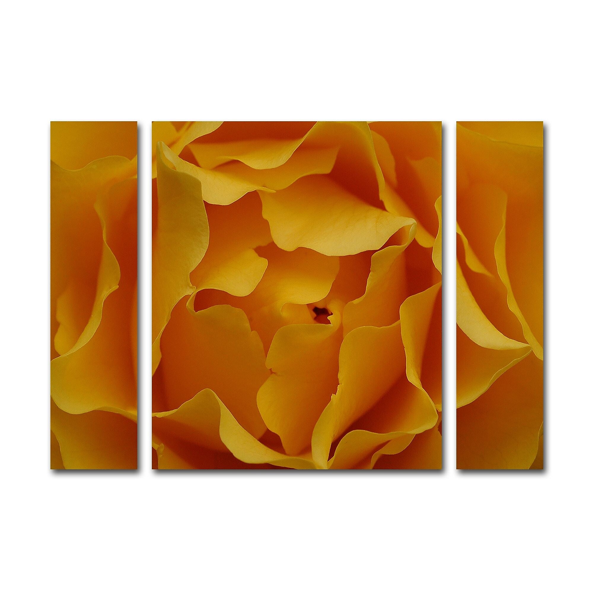 Trademark Fine Art ''Hypnotic Yellow Rose'' by Kurt Shaffer 24" x 32" Multi Panel Art Set Small (KS15-3PC-SET-SM)