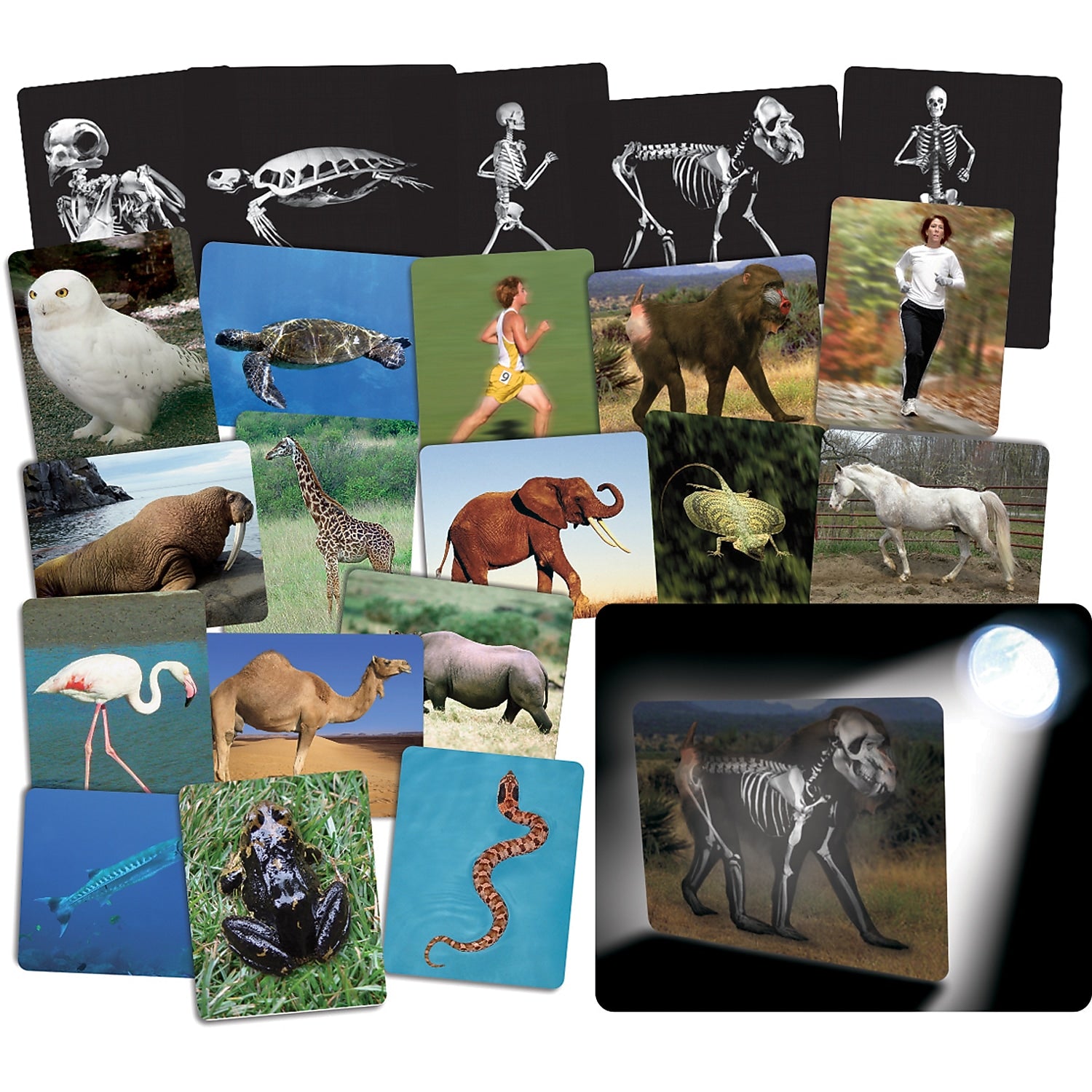 Roylco® X-Ray, What's Inside Animals