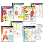 Trend® Learning Chart Combo Packs, The Human Body