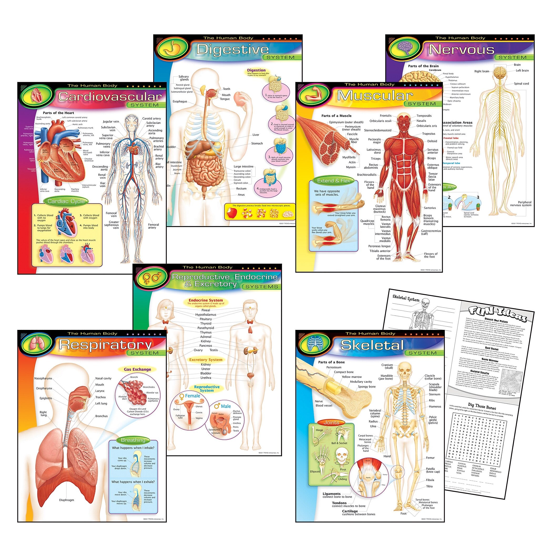 Trend® Learning Chart Combo Packs, The Human Body