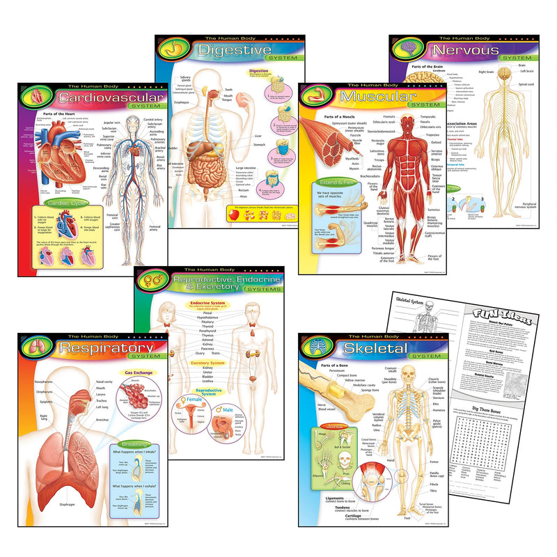 Trend® Learning Chart Combo Packs, The Human Body
