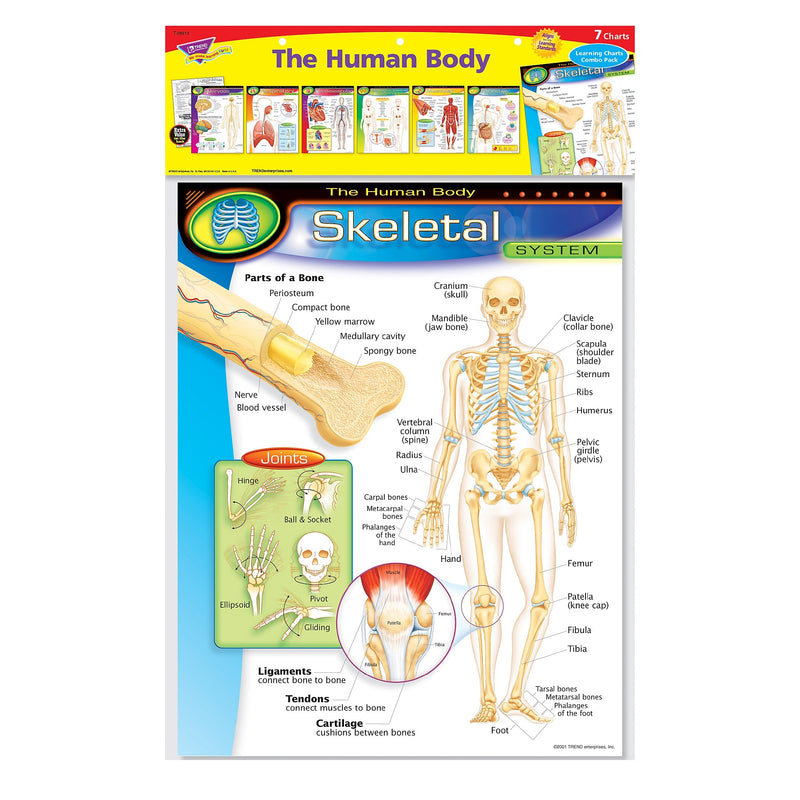 Trend® Learning Chart Combo Packs, The Human Body