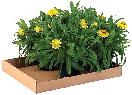 24" x 12" x 1.75" Corrugated Trays, 32 ECT, White, 50/Bundle (24122CTW)